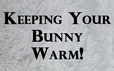 Winter Rabbit Safety