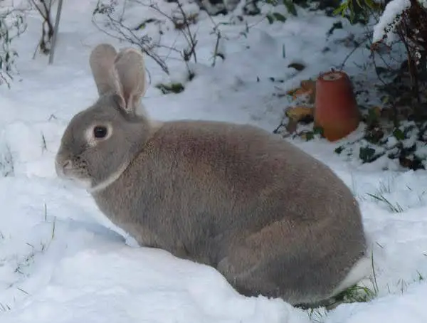 Picture of a Perlfee Rabbit