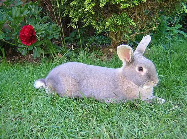 The Perlfee Rabbit Breed