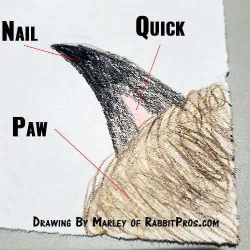 Drawing of a rabbits toe nail