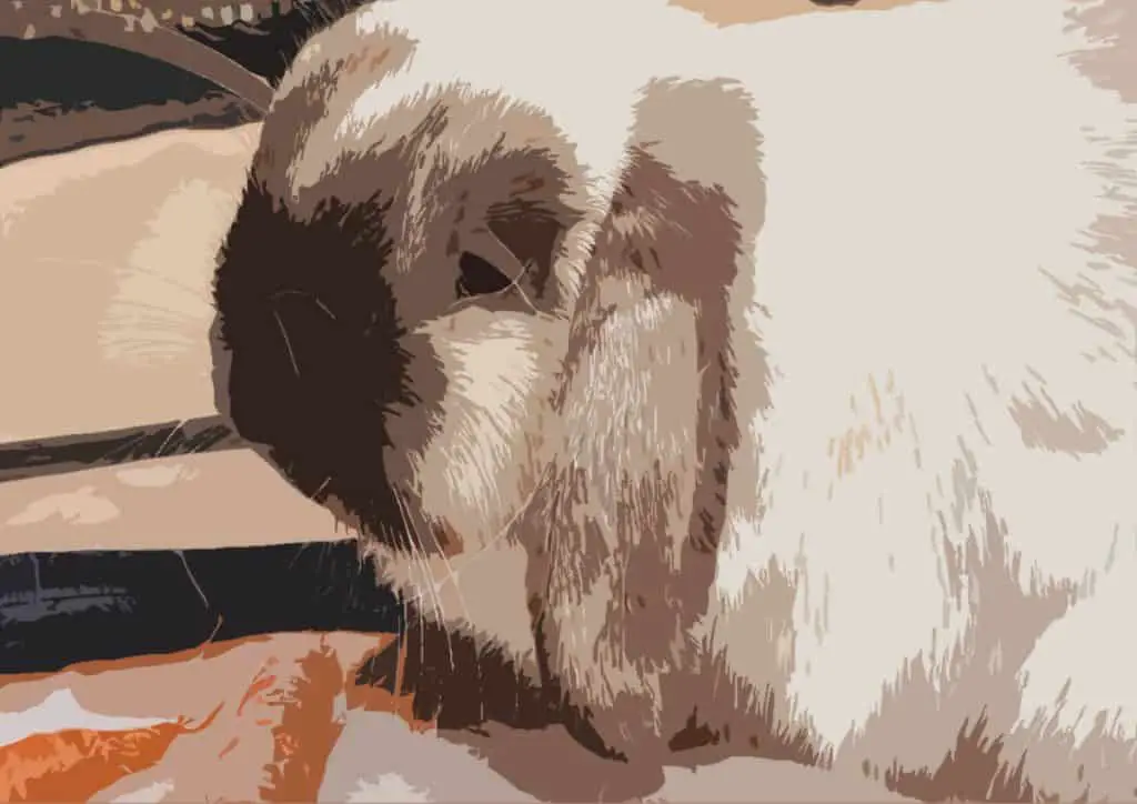 Image of an Old Holland Lop Rabbit