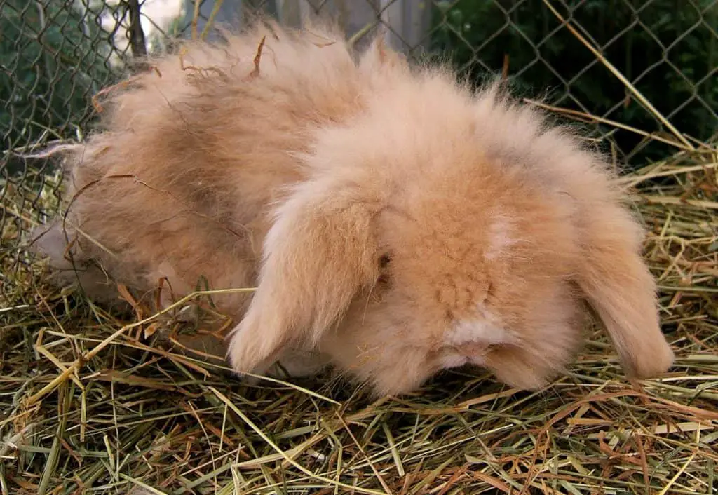 Dwarf Teddy Rabbit