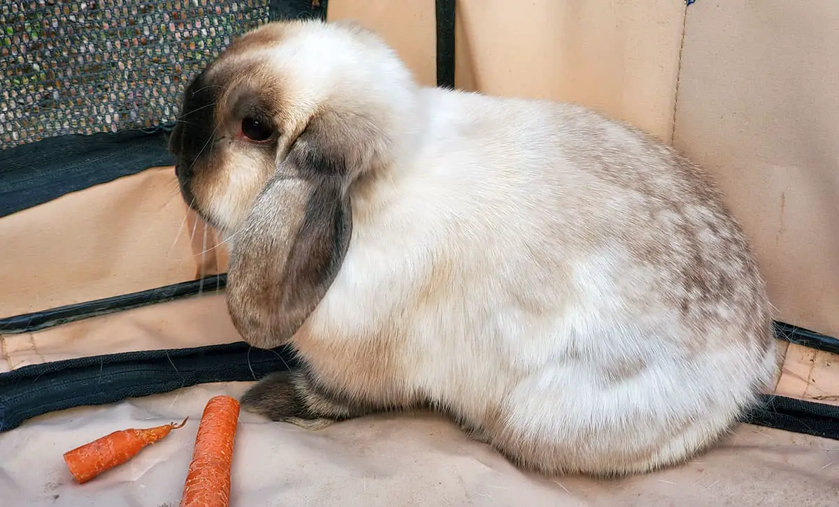 Do Holland Lops Rabbits Live In The Wild?