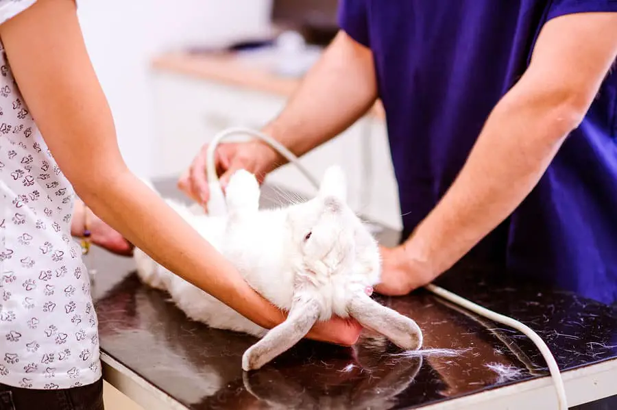 Rabbit Getting Spayed