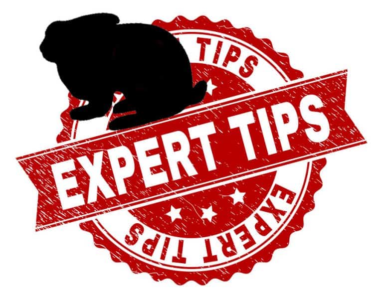 25 Rabbit Owner Tips, & Tricks For A New Bunny Owner