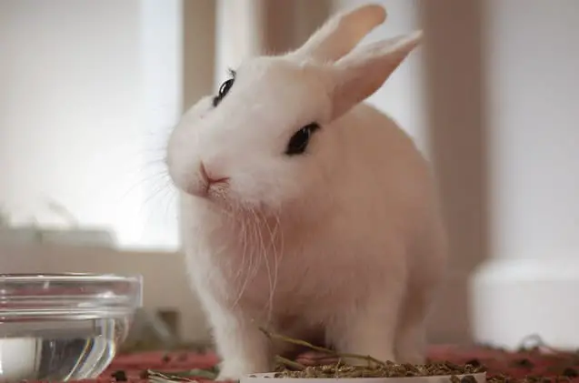 Image of a Cute Hotot Rabbit