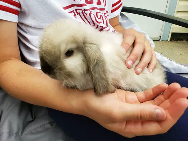 Image of One of Marley's Pet Bunnies
