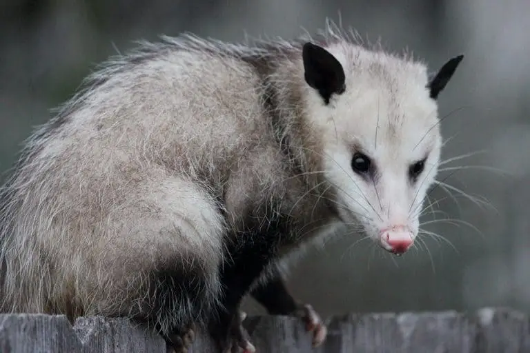 Do Opossums Kill Bunnies?