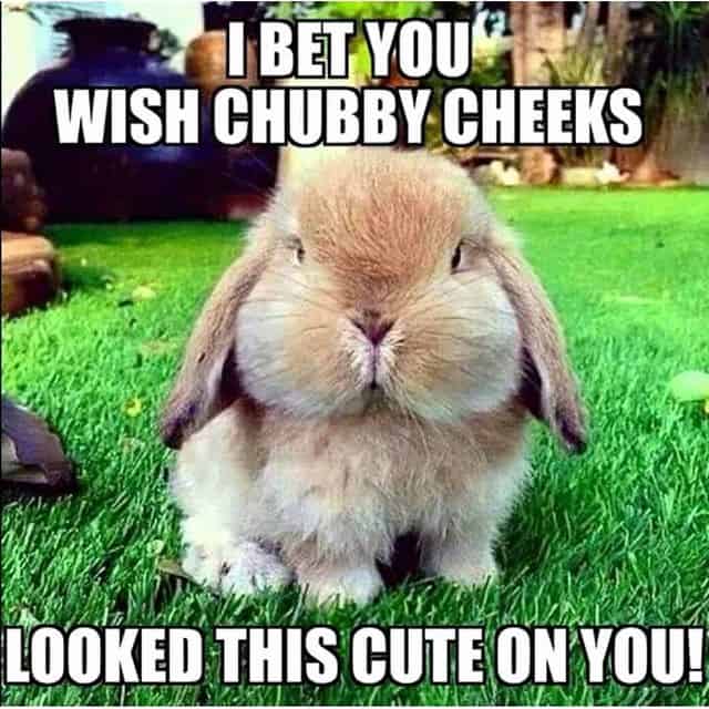 The Funniest Rabbit Memes