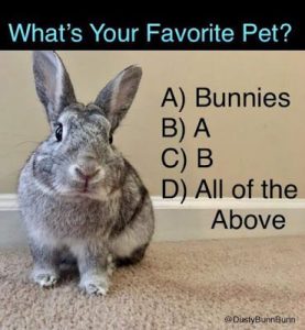 The Funniest Rabbit Memes