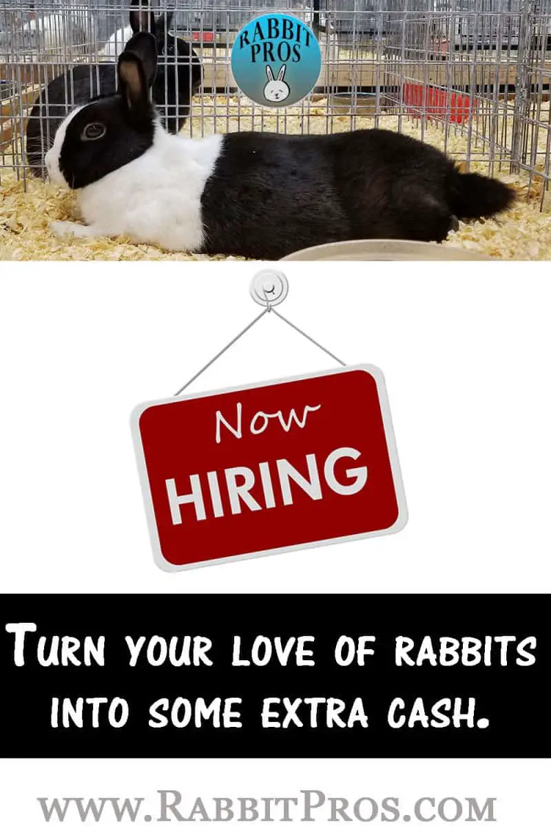 Salary Rabbit Become A Rabbit Pros Contributor