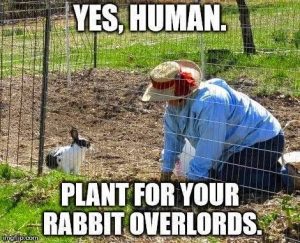 The Funniest Rabbit Memes