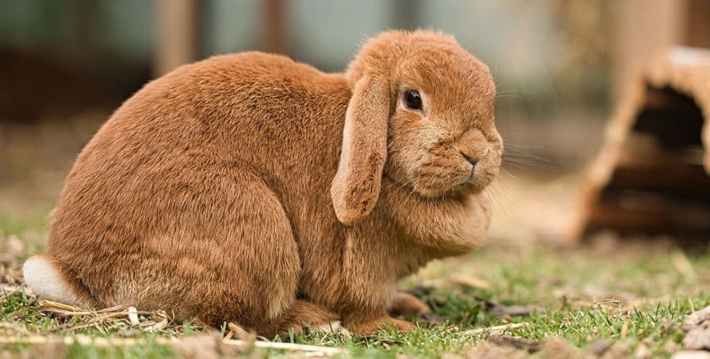 Image of Holland Lop With Dewlap
