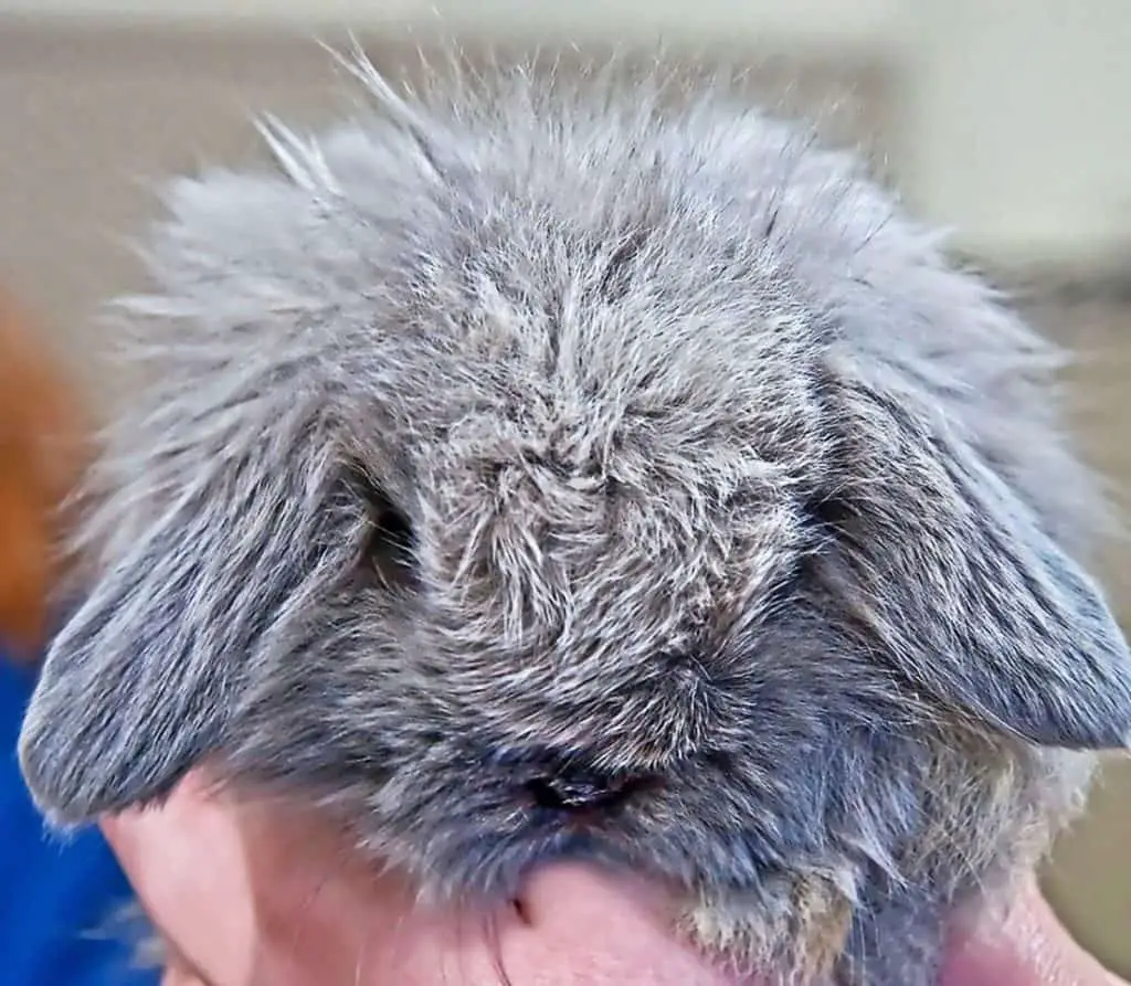 American Fuzzy Lop Rabbit