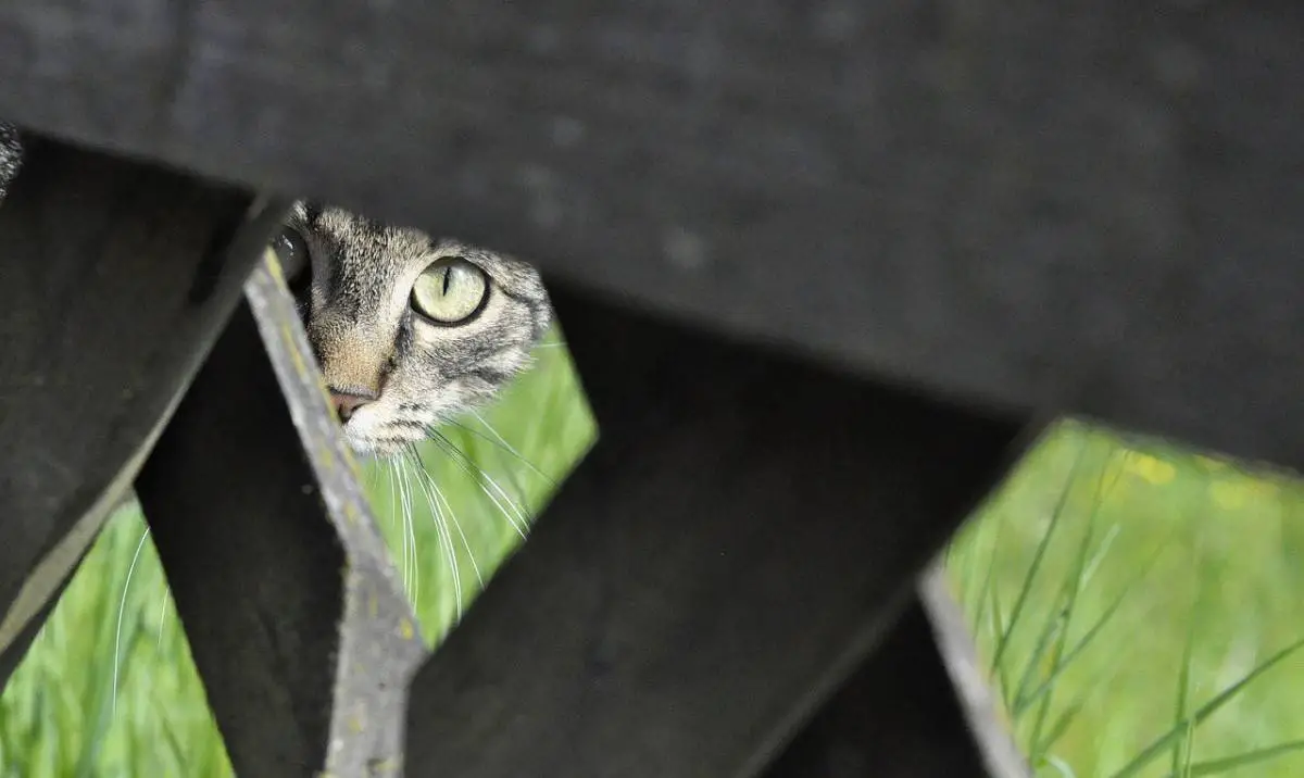 Cat Proof Rabbit Cage Secure Your Rabbit's Hutch