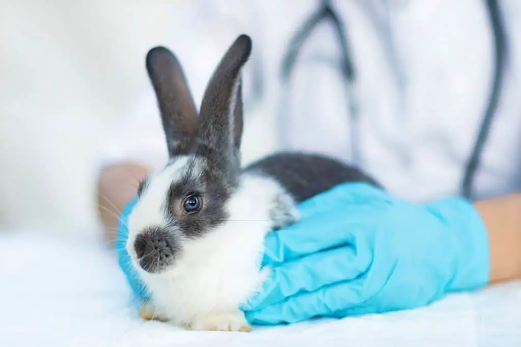 Image Of Rabbit veterinarian