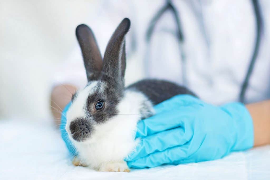 Image Of Rabbit veterinarian