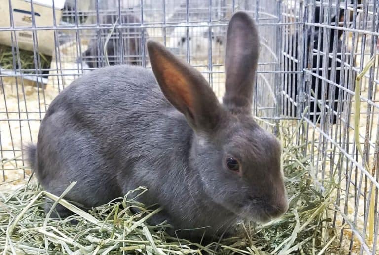 1,000 Popular Rabbit Names And 832 You've Never Heard Before