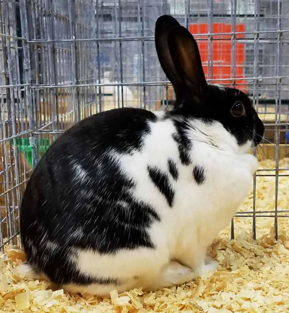 Image of broken black havana rabbit