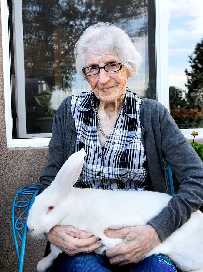 Image of a lady with a Felmish Giant Rabbit
