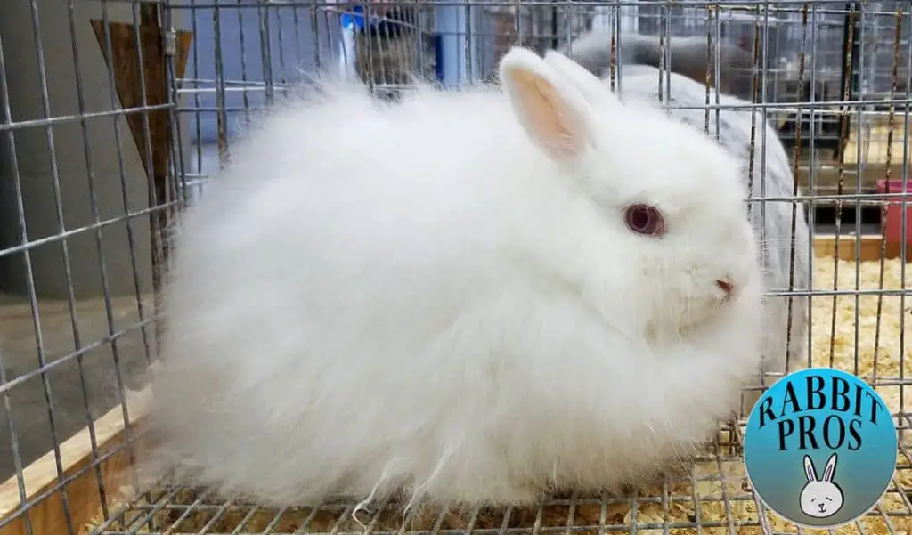 Image of Jersey Wool Rabbit