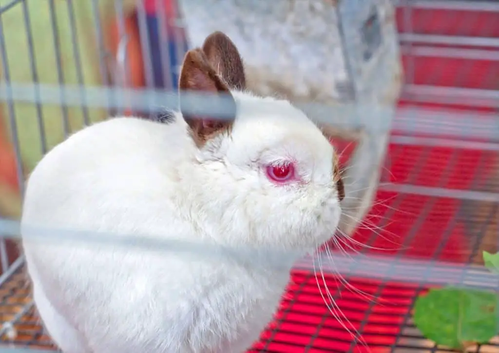 White Neatherland Dwarf Rabbit