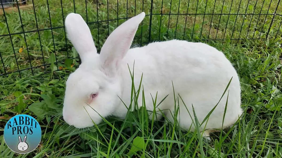 The Largest Rabbit Breed - Plus the world record largest bunny