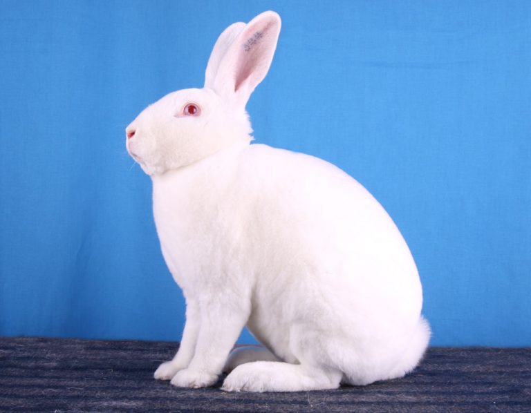 The 9 Most Expensive Rabbit Breeds Bank Breaking Bunnies.