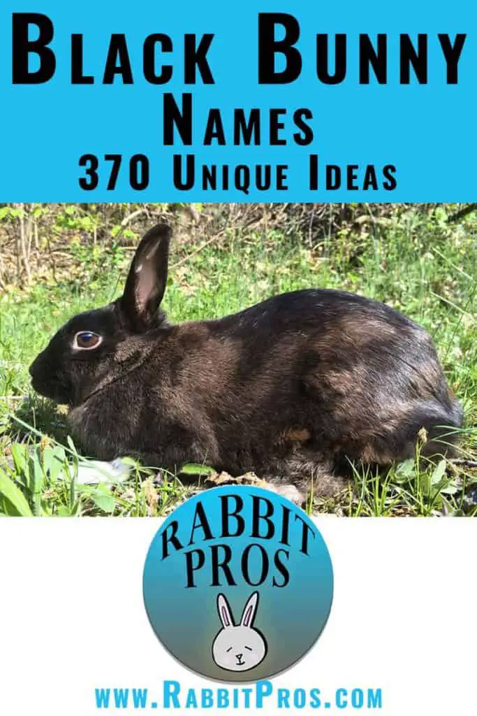 Photo of a Pinterest Pin For a Black Rabbit With Names