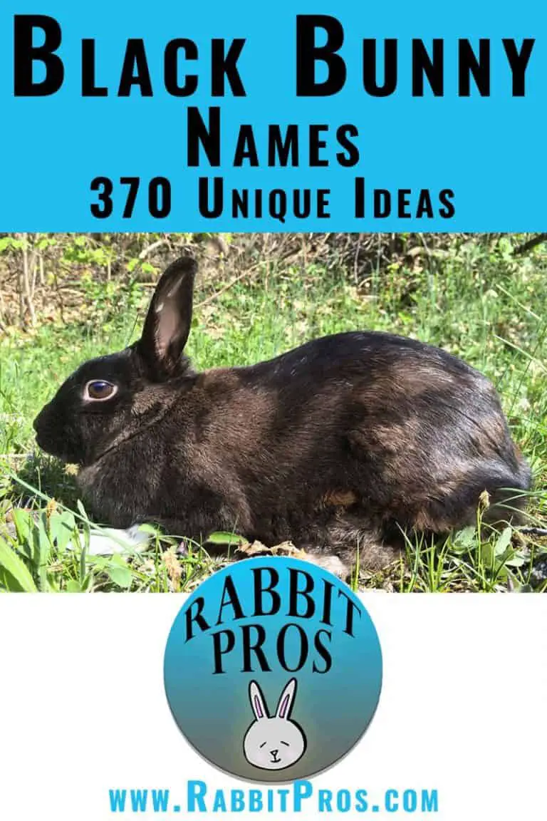 1,000 Popular Rabbit Names And 832 You've Never Heard Before