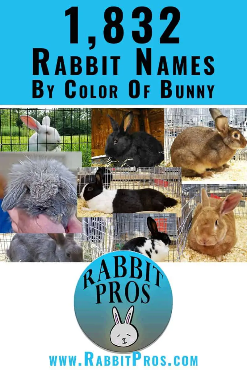 1,000 Popular Rabbit Names And 832 You've Never Heard Before
