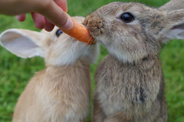 Dumper The Rabbit Why Do Rabbits Dump Their Food and How To Stop It!