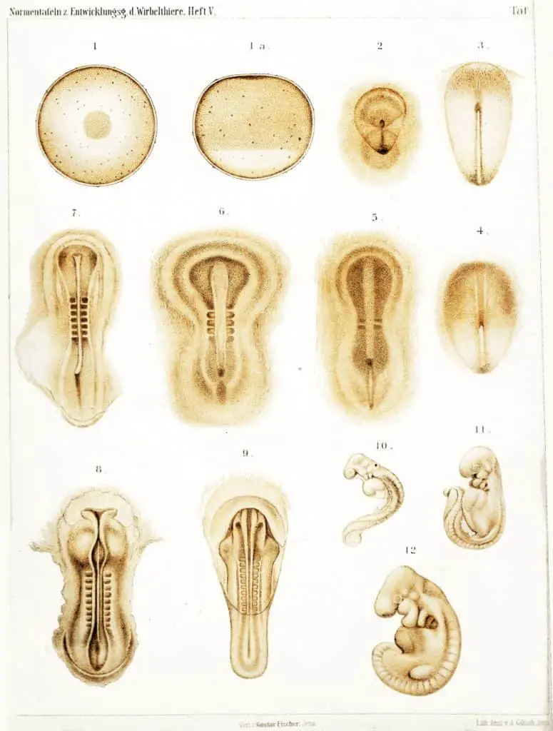 1905 Image Plate Showing The Development of a Rabbit Embryo from day 1 to day 12.
