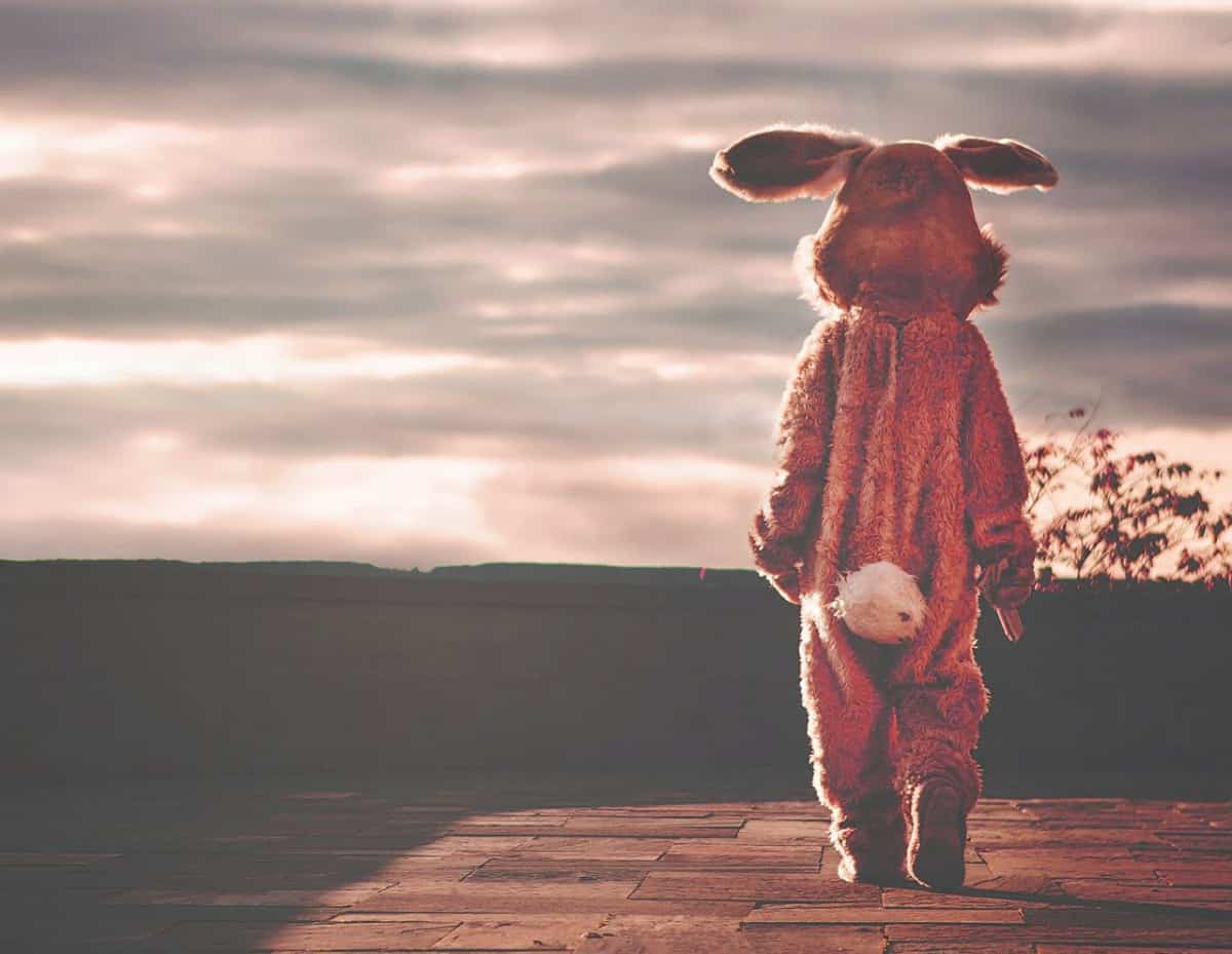 Leaving Your Rabbit Alone How long and 10 tips.