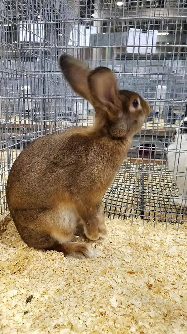 Where To Buy A Bunny 10 places to get a pet rabbit