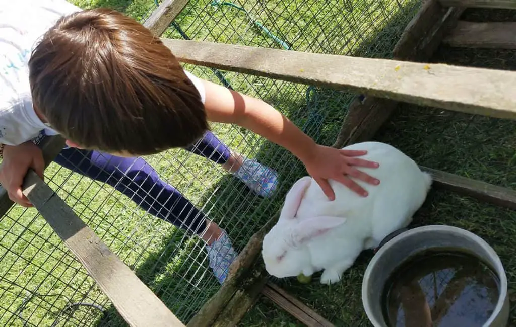 New Zealand White Rabbit Living Outdoors