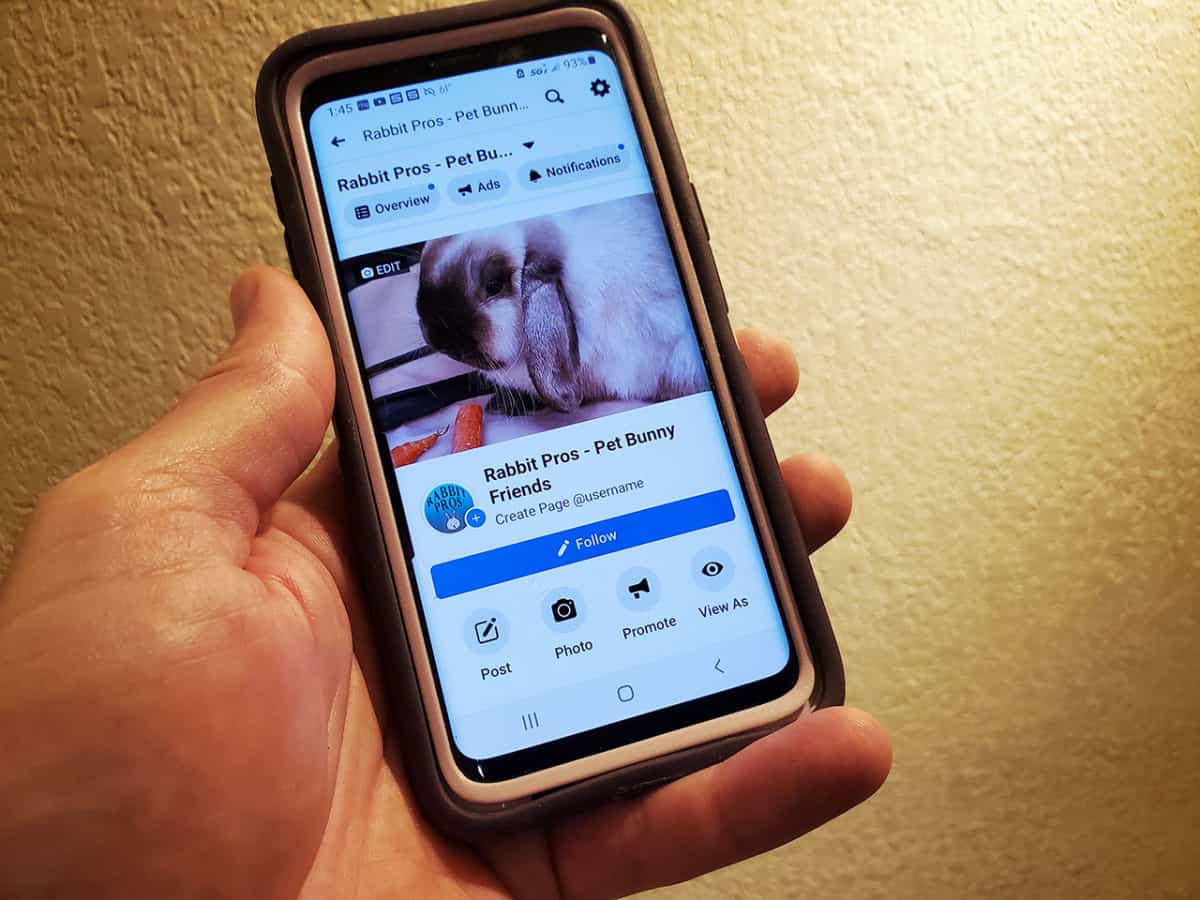 Where To Buy A Bunny 10 places to get a pet rabbit