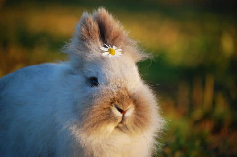 Your Rabbit Is Afraid? Tips to calm a scared rabbit