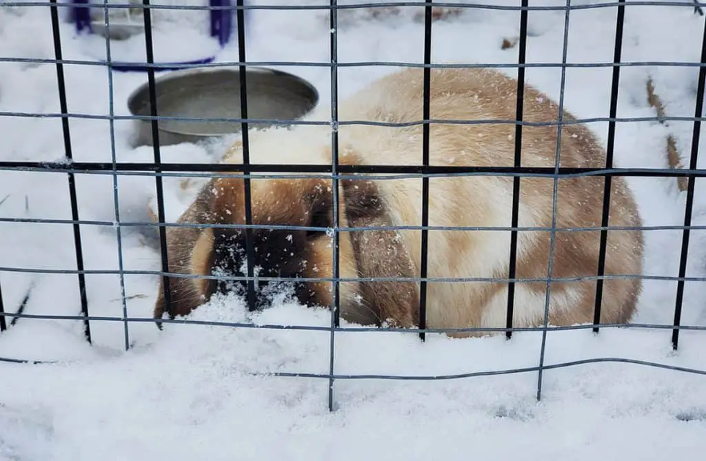 Image of pet rabbit outside in the snow