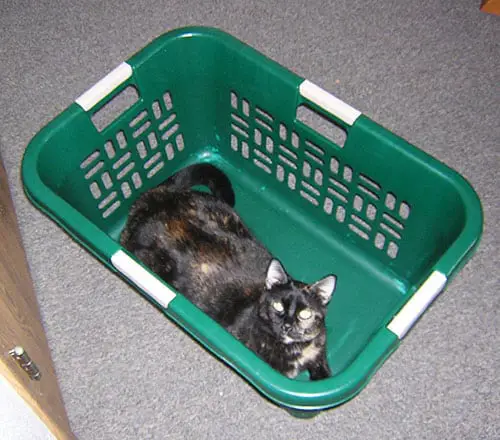 Image of a cat in a basket