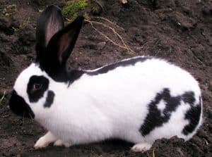 10 Rarest Rabbit Breeds - With pictures and videos.