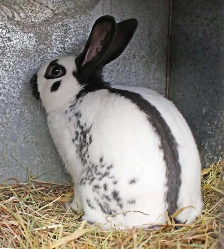 Picture of English Spot Rabbit