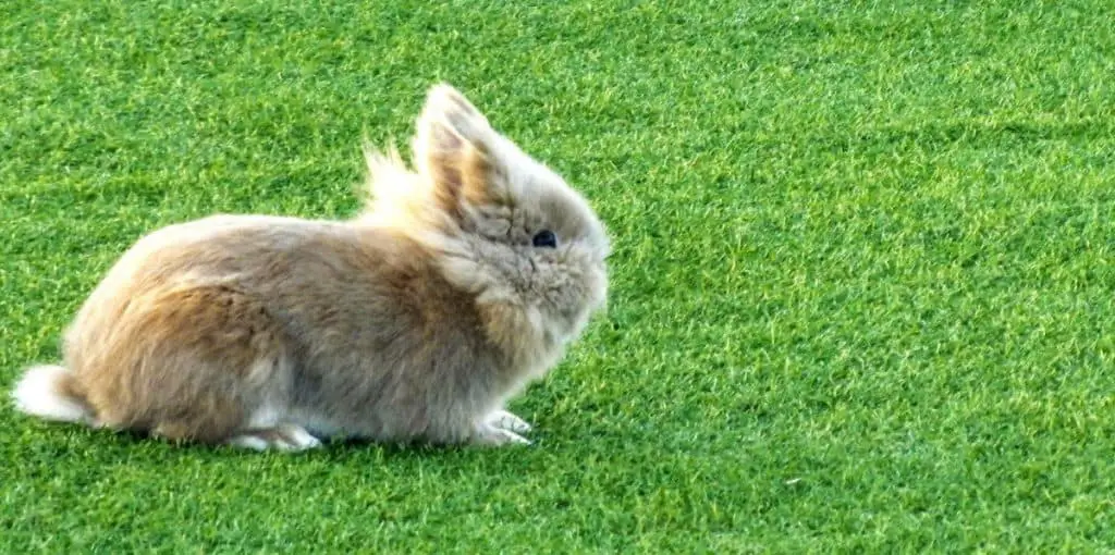 Dwarf Rabbit - Holland Lop Rabbit