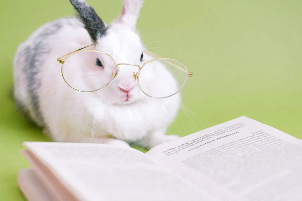 Image of a rabbit studying a book