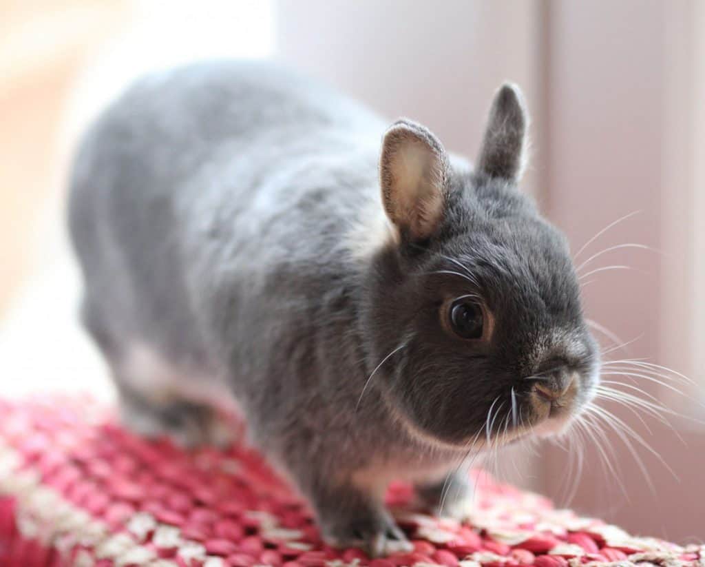 Netherland Dwarf Rabbit Is The Smallest Rabbit Breed