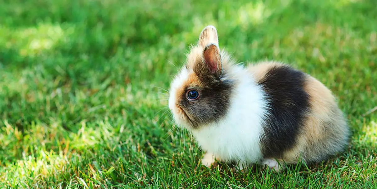 Can Rabbits Vomit? A Veterinarian Sets The Record Straight