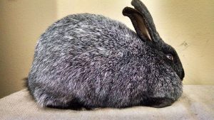 10 Rarest Rabbit Breeds - With pictures and videos.