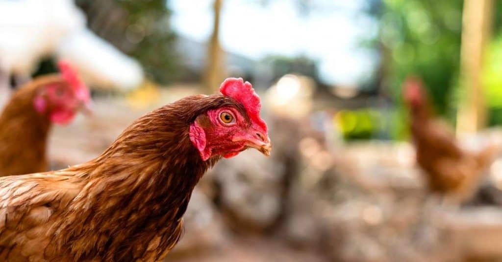 Image of chickens with rabbits in the background