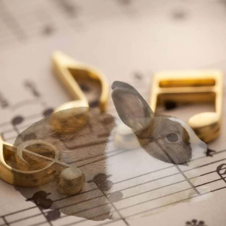 Rabbit Making Music Bunnies And Music - Do rabbits like music?