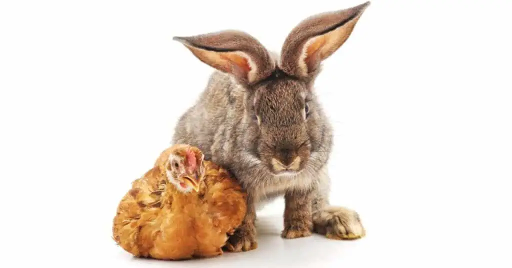 Rabbit and chicken together